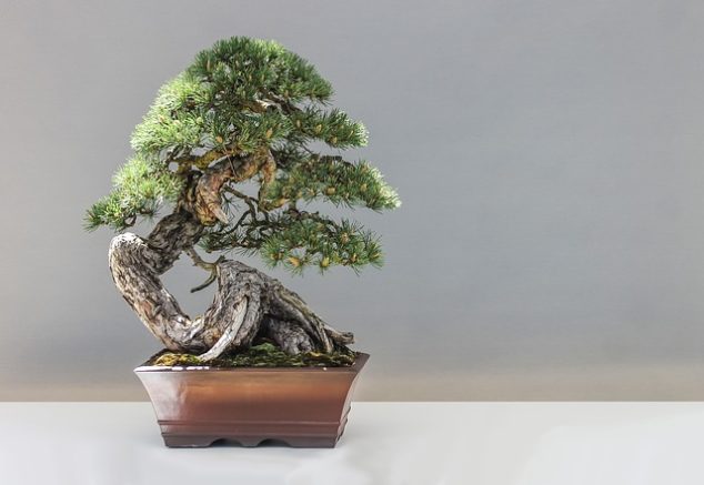 Come curare un bonsai, ecco alcuni consigli indispensabili