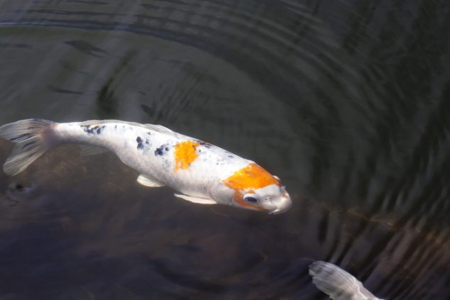 Il pesce carpa: quello che devi sapere